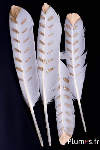 Cygne feuille d´or - 30-33 cm - blanc-doré